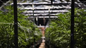 The 7 Most Undervalued Cannabis Stocks to Buy in May 2024