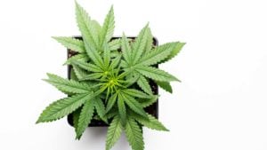 Investing in the Cannabis Industry: 3 Stocks to Buy Now