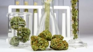 The 7 Most Undervalued Cannabis Stocks to Buy in December