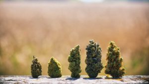 Schedule III Windfall: 3 Stocks to Buy BEORE the Cannabis Reclassification