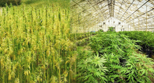 Farm Bill 2024: 3 Stocks That Would Get Smoked if Hemp Ban Passes